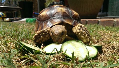 The Different Diets Of Tortoises And Dates Reptilecity