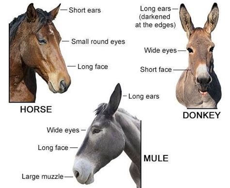 Differences Between Horses Donkeys And Mules