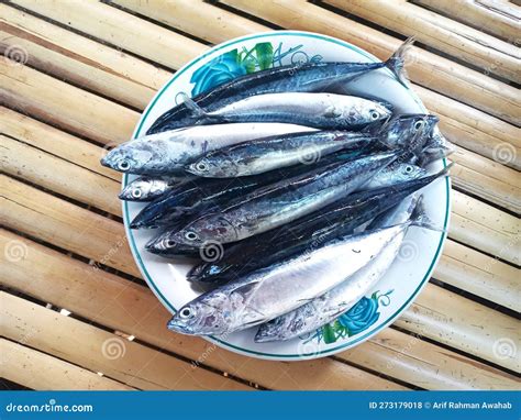Group Of Fresh Bullet Tuna Fish On White Plate On Bamboo Surface Stock
