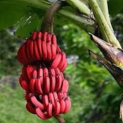 Rare Red Banana Plant 10in To 2 Ft Etsy