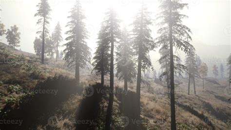 Calm Moody Forest In Misty Fog In The Morning 5765412 Stock Photo At