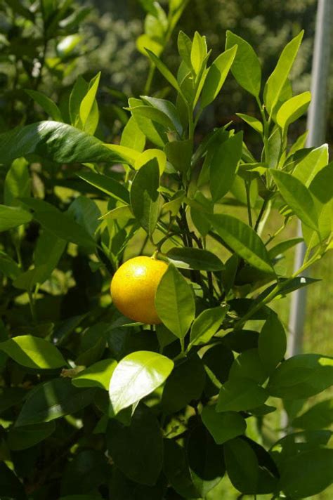 How To Grow Citrus Indoors Modern Farmer Citrus Tree Indoor Citrus