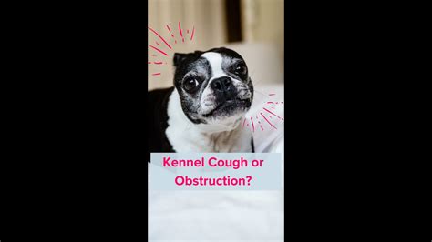 Boston Terrier Has Kennel Cough Glad It Wasnt An Obstruction Shorts