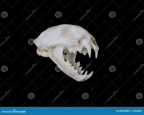 Bobcat Skull Stock Image Image Of Physiology Structure 40649485
