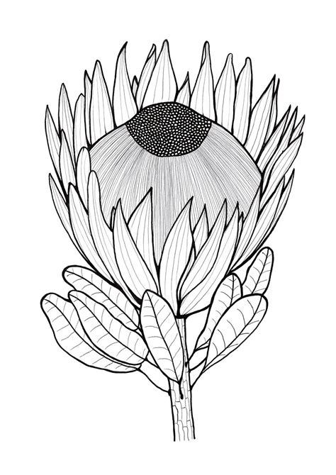 Classical drawing atelier is an atelier in a book—and the master is juliette aristides, a classically trained artist. Glorious Protea Flowers to Color | AllFreeHolidayCrafts.com