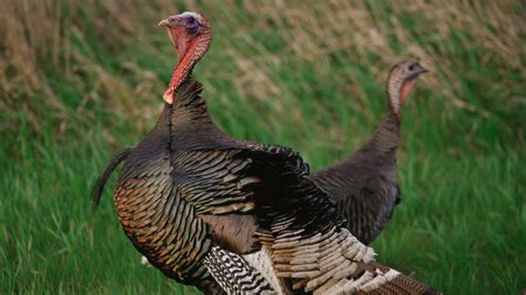 Wild Turkey Restoration The Greatest Conservation Success Story