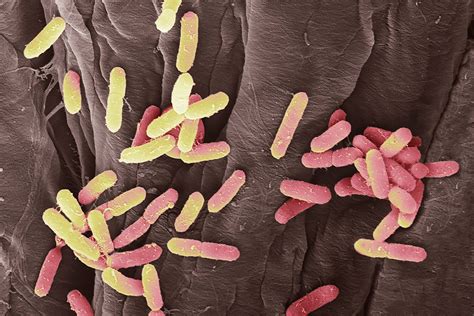 Uti Bacteria Use Hooks To Hang On Inside You When You Pee New Scientist