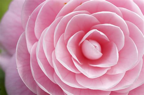 43 Wallpaper Pink Flowers Gratis Terbaru Postsid