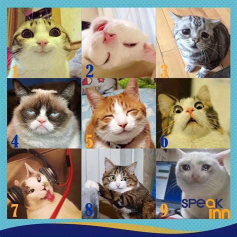 √ダウンロード How Are You Feeling Today Cat Scale 210501 On A Scale Of Cat