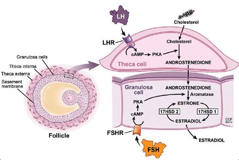 Two Cell Theory Of Estrogen Production Luteinizing Hormone Stimulates Download Scientific