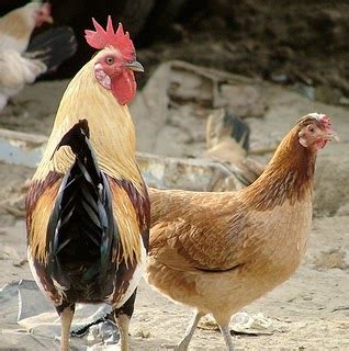 Ukuran kaki lebih kecil dan memiliki warna merah yg pucat. CaraMemilih Indukan Ayam KampungYang Baik | Jual Puyuh | Bibit Puyuh | Telur Puyuh | Daging ...