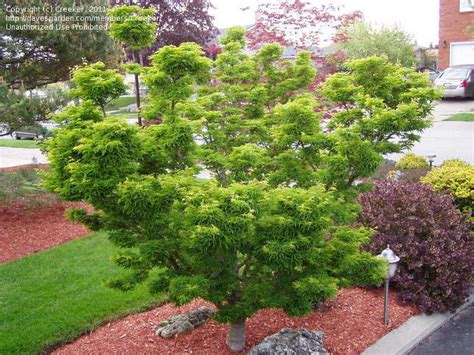 Red leaved varieties (often referred to as simply a red maple) include the deshojo and seigen. PlantFiles Pictures: Japanese Maple 'Shishigashira' (Acer ...