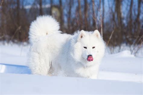 Samoyed Dog On The Snow Stock Photo Image Of Season 13432200