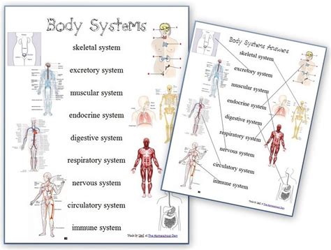 digestive system worksheet  combining  terms worksheet