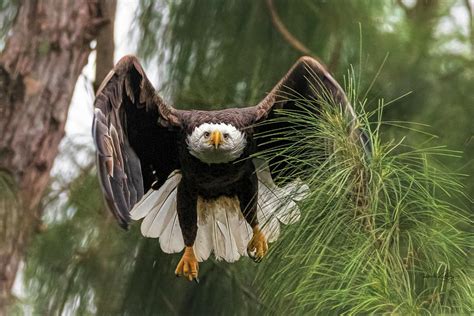 Head On Eagles Of The Pines Photograph By Ronald Kotinsky Fine Art