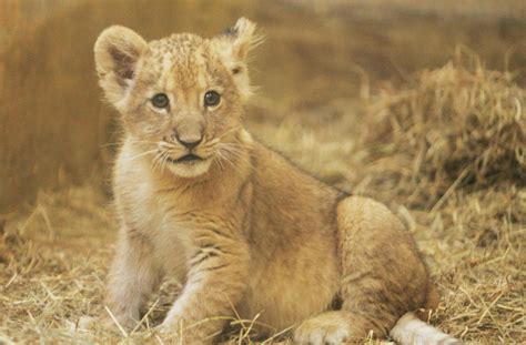 Baby Lions Got No Name So Lets Call Him Cute Popsugar