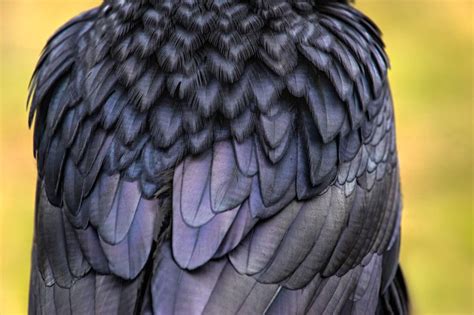 Iridescent Feathers Raven Feather Feather Iridescent