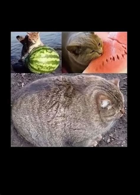 Melon Cat Meme By Profirebird97 Memedroid