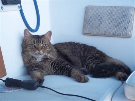 Sailboats And Kitty Litter Sailing To The Dry Tortugas Day 2