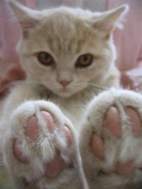 15 Cats That Love Showing Off Their Jelly Beans We Love Cats And Kittens