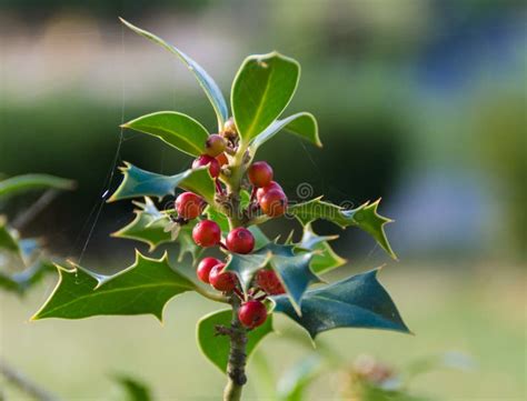 Holly Branches With Berries Ilex Aquifolium Stock Photo Image Of