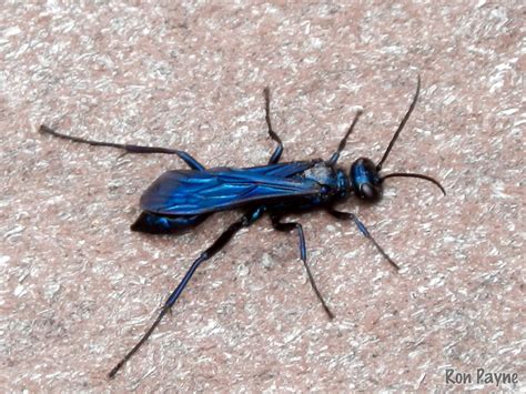 Blue Mud Dauber Brandeis University Holometabolous Insects Beetles