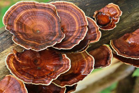 Mushroom Medicine: 5 Fungi Capable Of Profound Healing - Reset.me