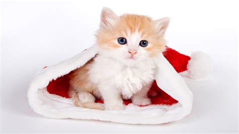 Free Download Christmas Cat Free Download Cute Christmas Cat Hd