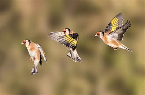 22 Tips For Photographing Birds In Flight Photocrowd Photography Blog