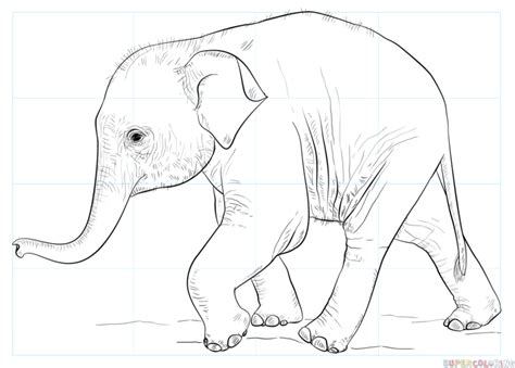 How To Draw A Baby Elephant Step By Step Drawing Tutorials