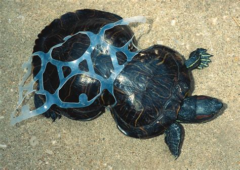 Effects Of Plastic On Marine Life Alana Olendorf E Port