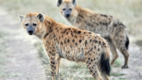 Crazy Hyena Hd Wallpapers Top Free Crazy Hyena Hd Backgrounds