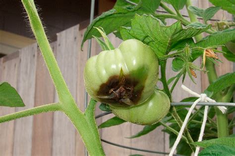 Tomato fruit problems), but preventing problems is usually easier than curing them. How to Fix Tomato Problems - HAR.com