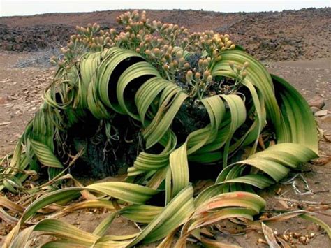 Welwitschia Mirabilis Fresh Seeds Other Home And Garden
