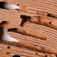 What You Need to Know About Drywood Termites - ABC Home