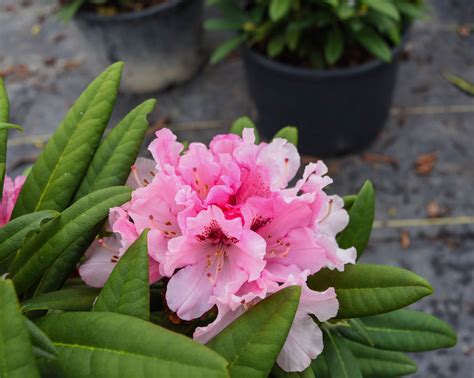 Noble Mountain Rhododendron Plants4home