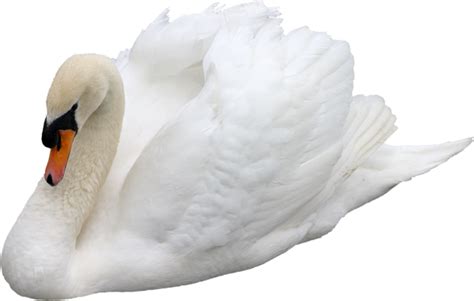 Swan Png Transparent Image Download Size 600x382px