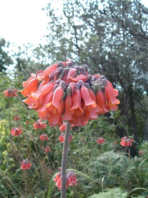 1000 mothers to prevent violence is a 501(c)3 nonprofit organization dedicated to helping families and friends of homicide victims. Mother of Thousands Mexican Hat Plant | 1000 in 2020 ...