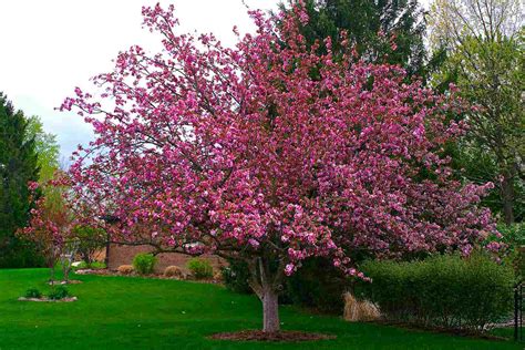 The Top 10 Trees For A Small Yard