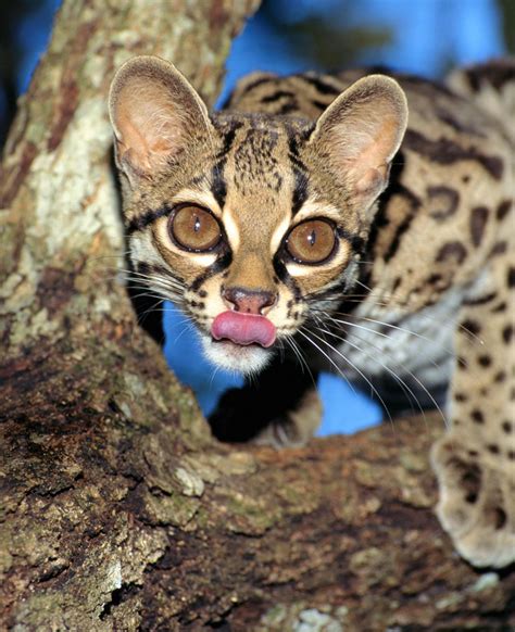 Jungle Cat Mimics Monkey To Lure Prey—a First Margay Cat Small Wild