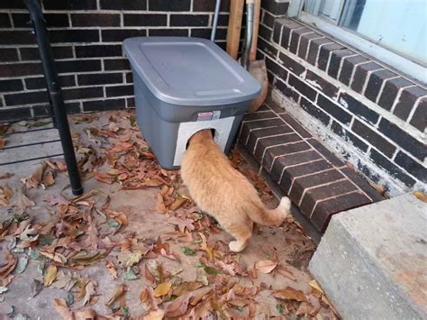 This could be a cat who has gotten lost from his sometimes stray cats will pick a particular house to hang around for reasons only known to the cat. How to Build a Stray Cat Shelter
