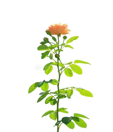 A Rose Flower With Stem And Leaves Isolated On White Background Stock