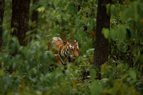 About Kanha Tiger Reserve Madhya Pradesh Kanha National Park
