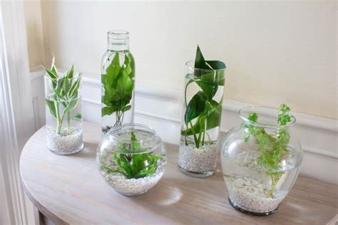 Indoor Water Garden Plants And Ideas To Get You Started Hunker