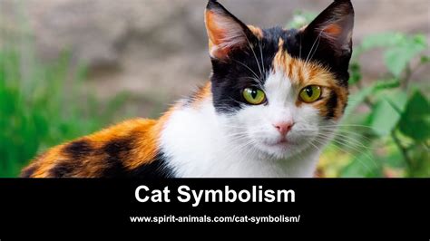 Cat Symbolism Youtube