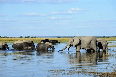 Chobe National Park The Complete Guide