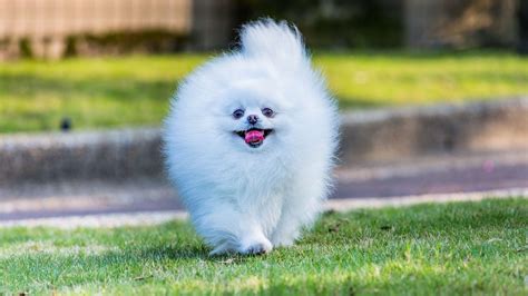 White Puppy Wallpapers Little White Puppy Green Grass Face Dogs