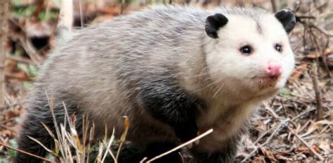 Opossum Trapping And Removal Opossum Under Your Porch Or Shed Wildlife