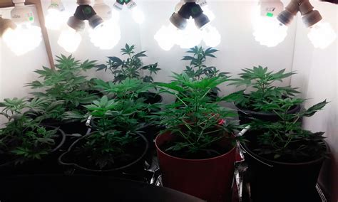 Cmh or lec lights are kind of like the evolved version of high pressure discharge lights. CFL Autoflower marijuana plants harvest - The Harvest - I ...