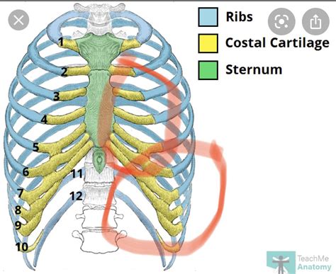 Anatomy Of Right Side Of Back Of Rib Cage Sternum Anatomy Function